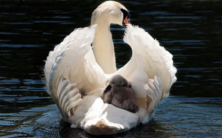 swan-2350668